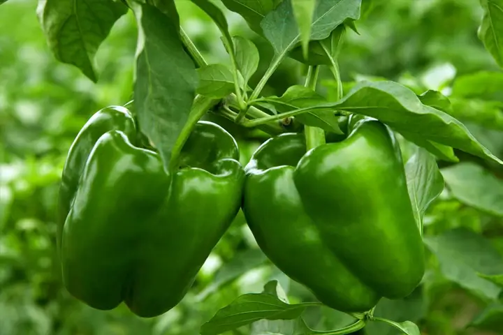صادرات گوجه فرنگی به روسیه