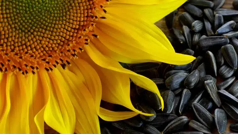محصولات کشاورزی مجاز برای صادرات مرداد ۱۴۰۵